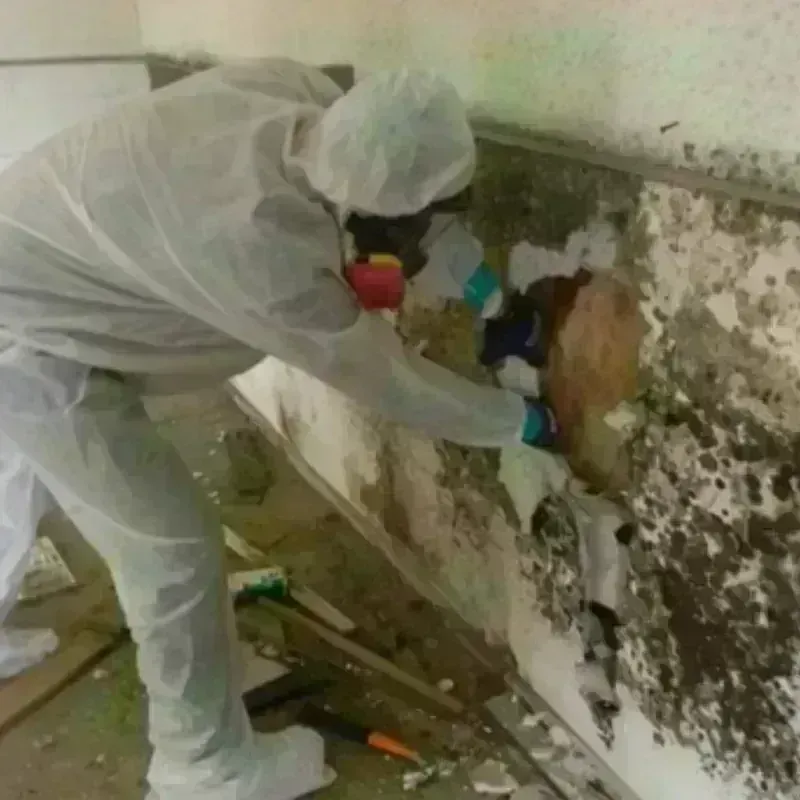 Mold Remediation and Removal in Okmulgee, OK